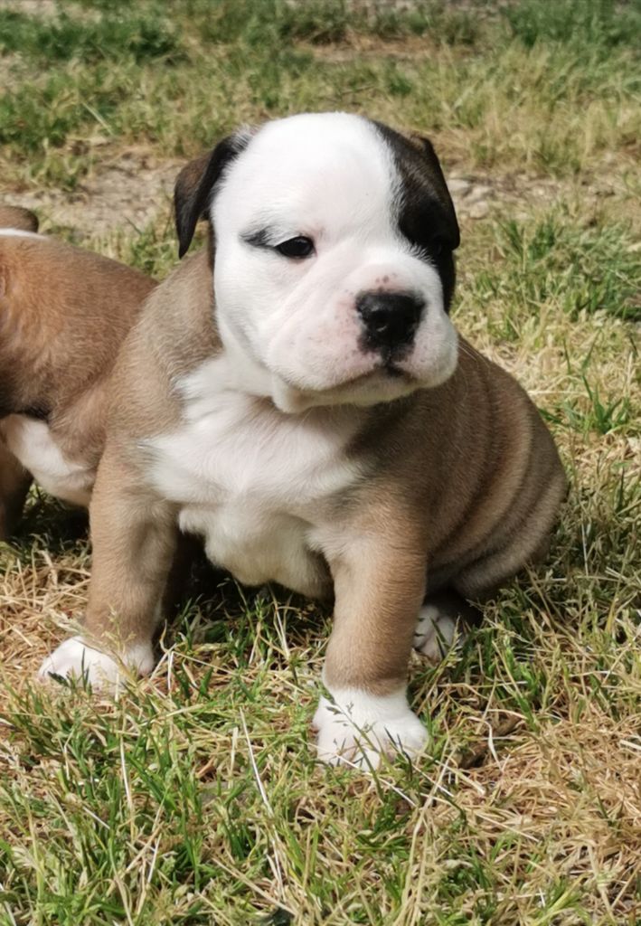 Des Pinky Bulls - Bulldog continental - Portée née le 16/03/2021